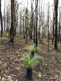 Regrowth after fires